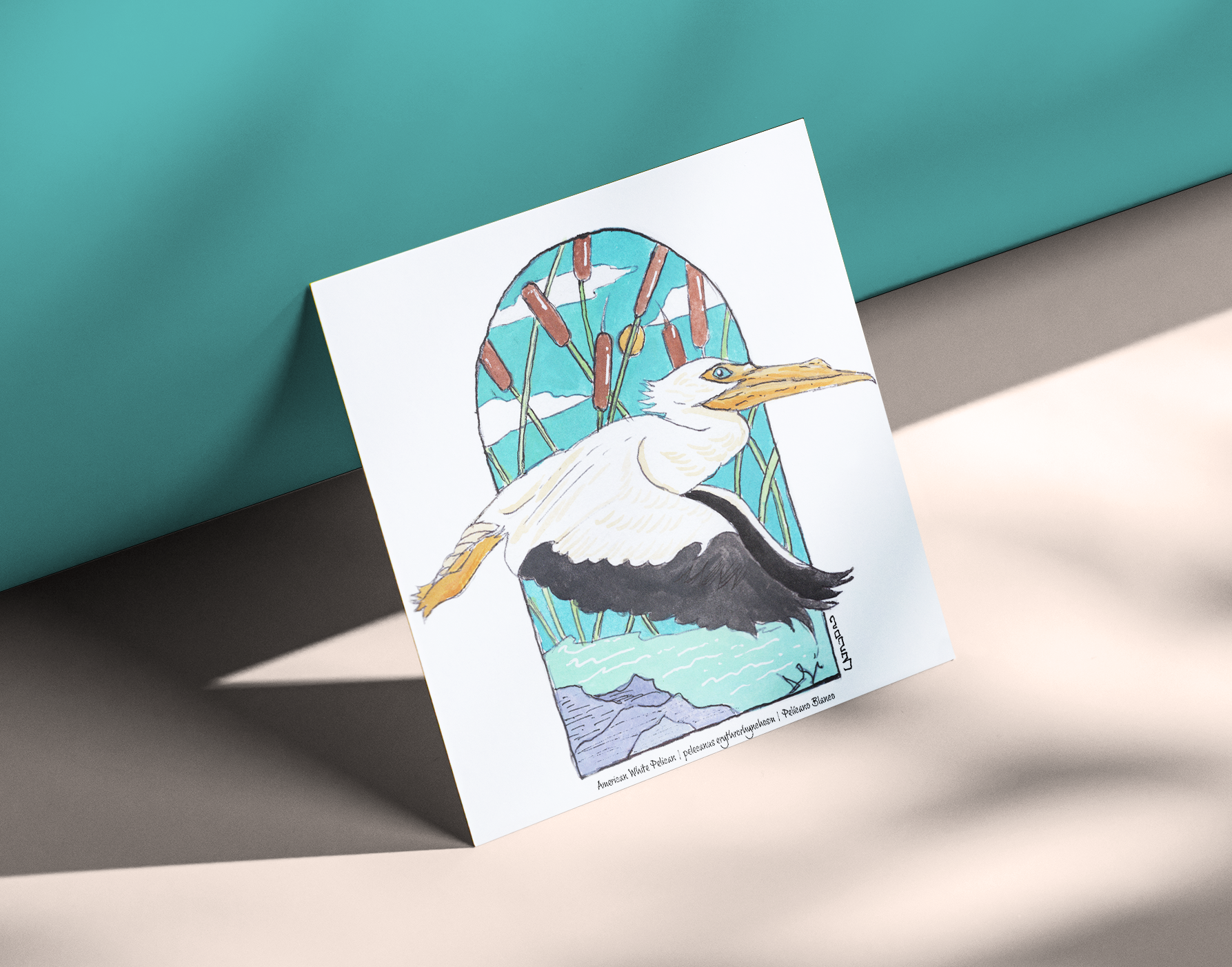 American White Pelican
