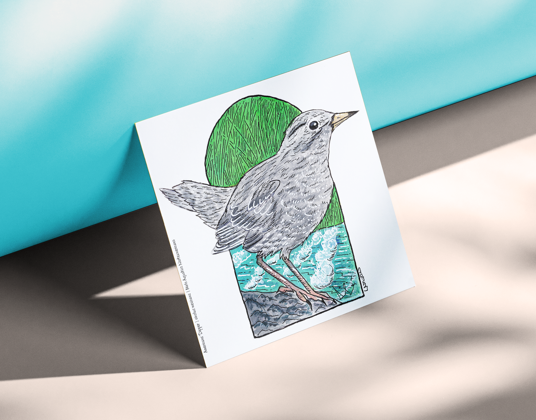 American Dipper
