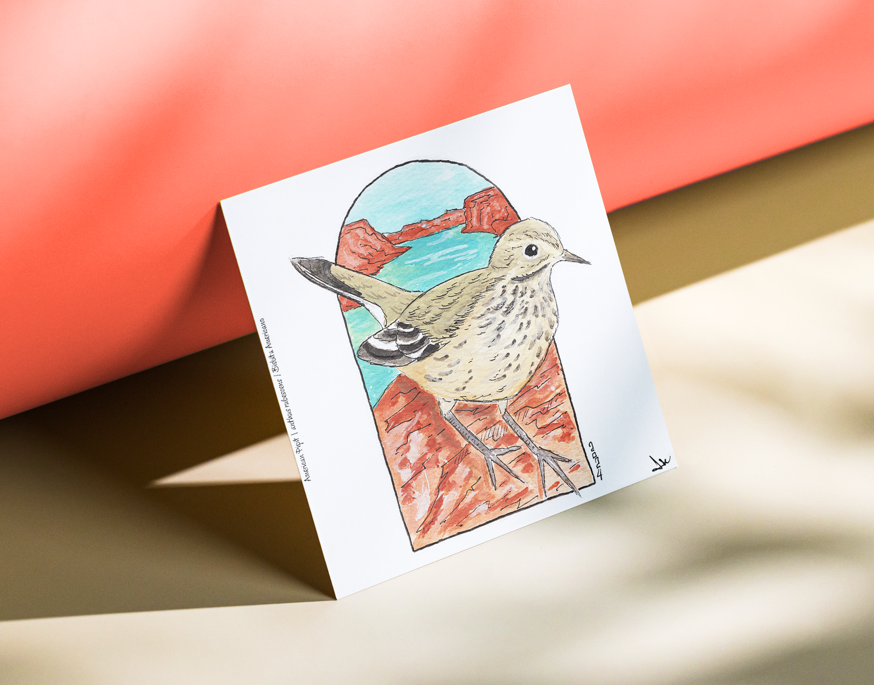 American Pipit