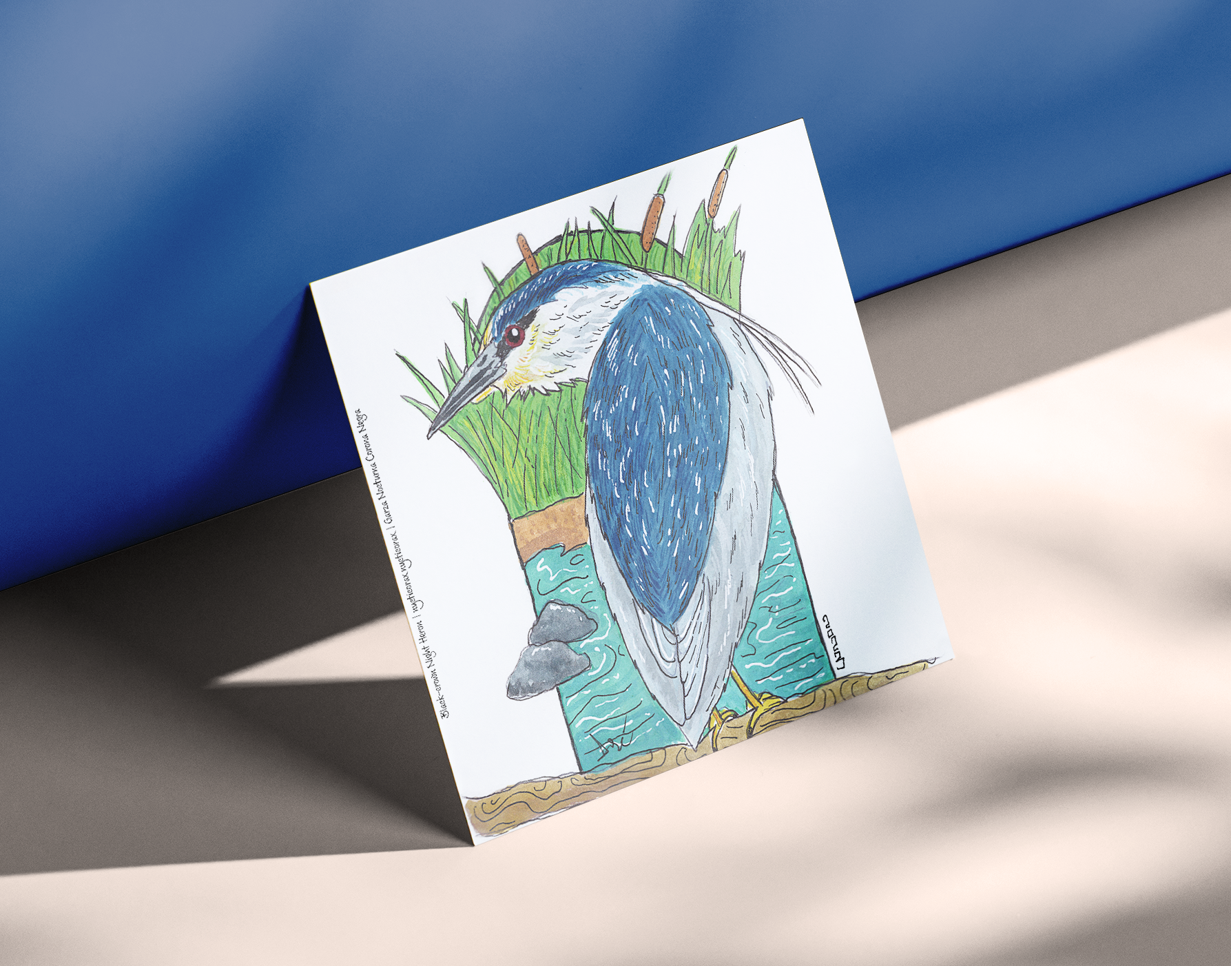 Black-crowned Night Heron