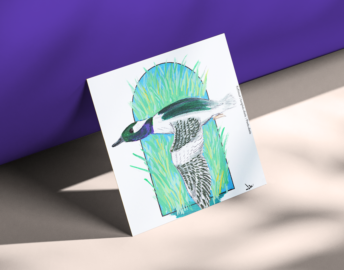 Bufflehead