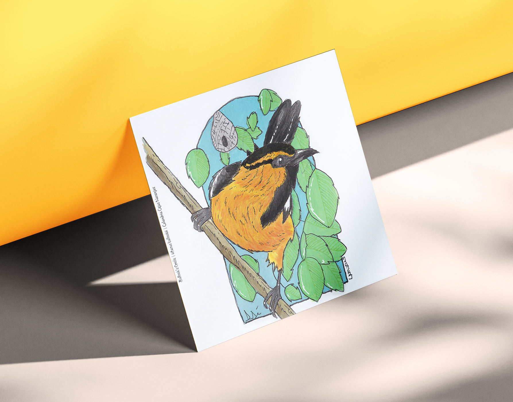 Bullock's Oriole