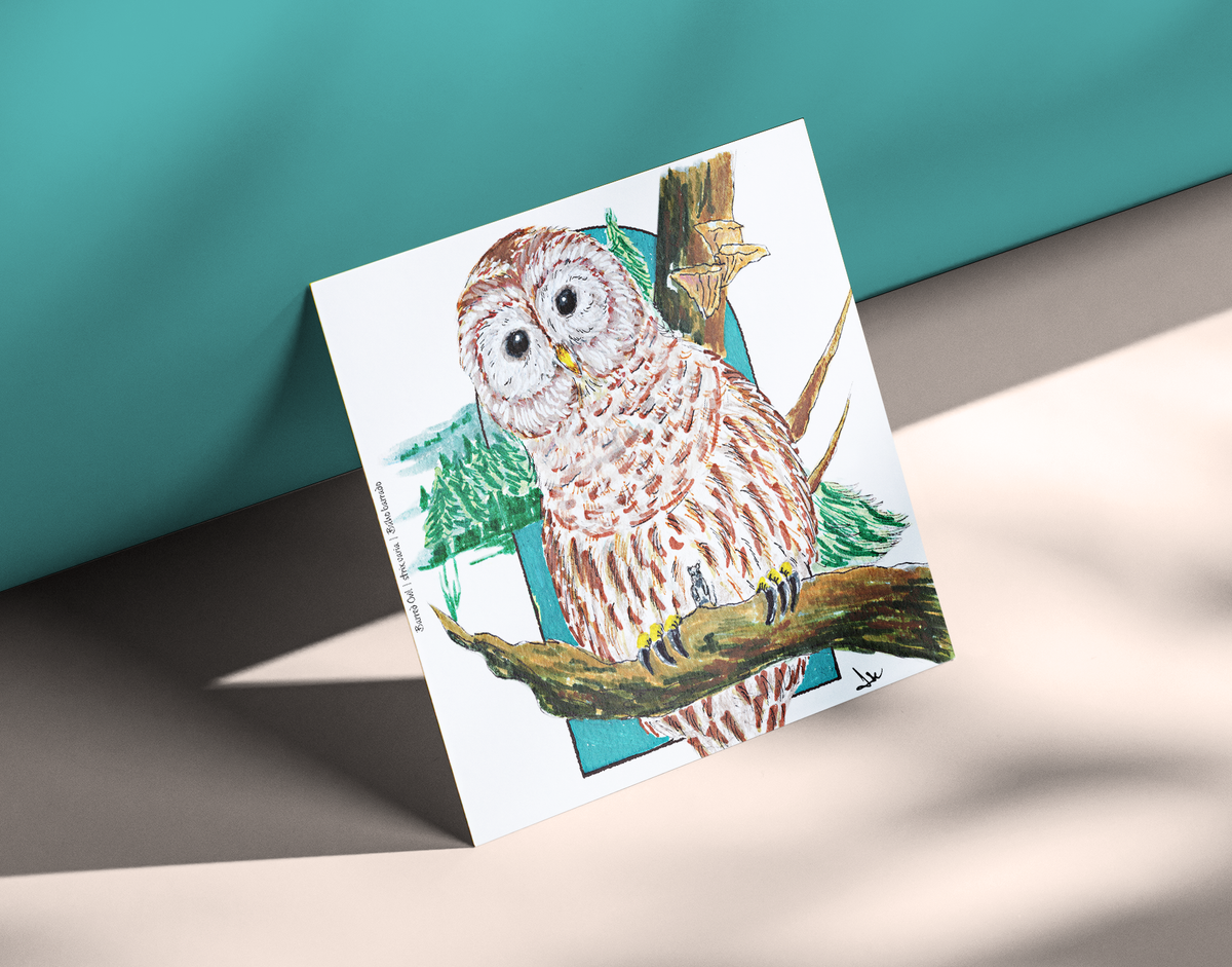 Barred Owl