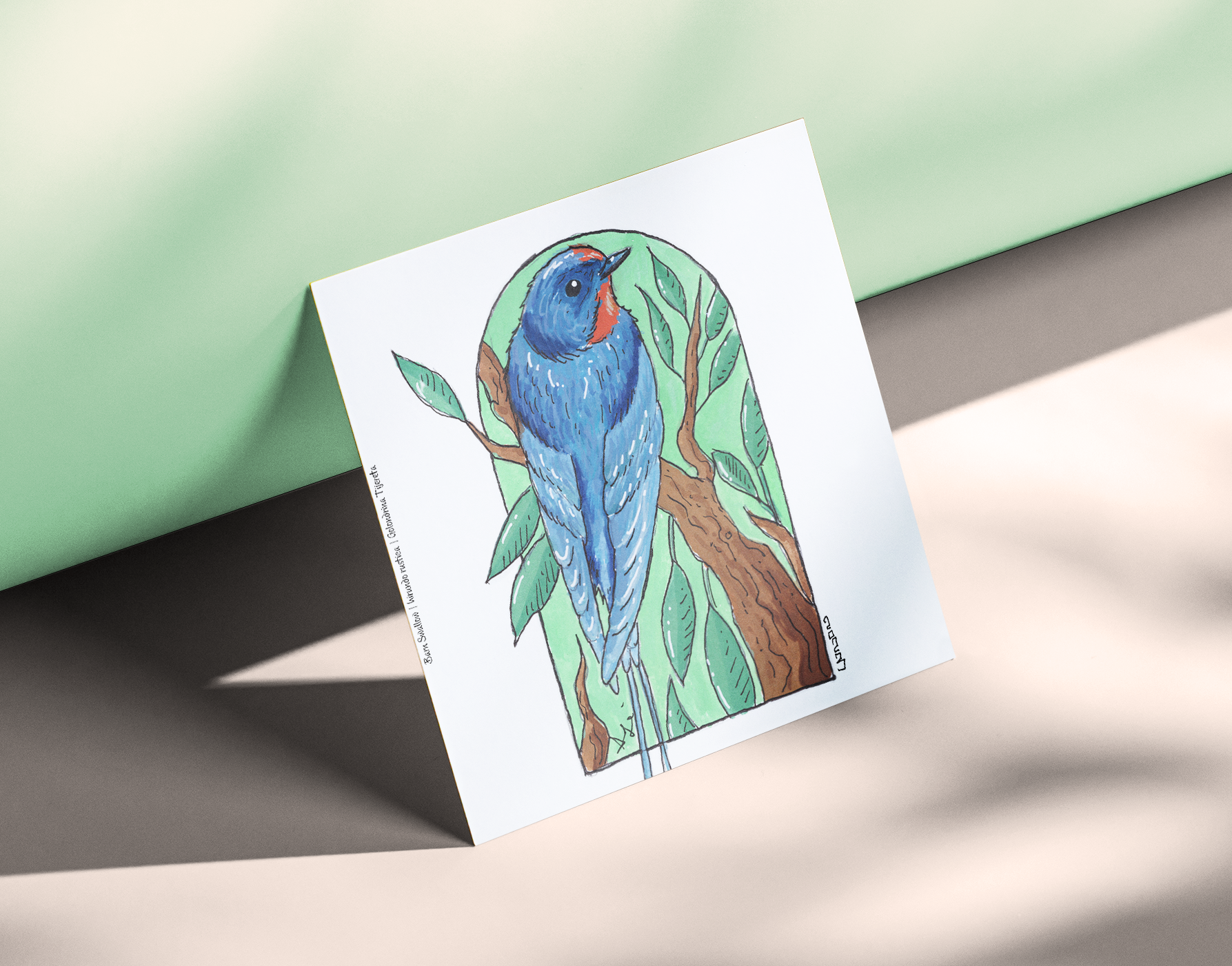 Barn Swallow