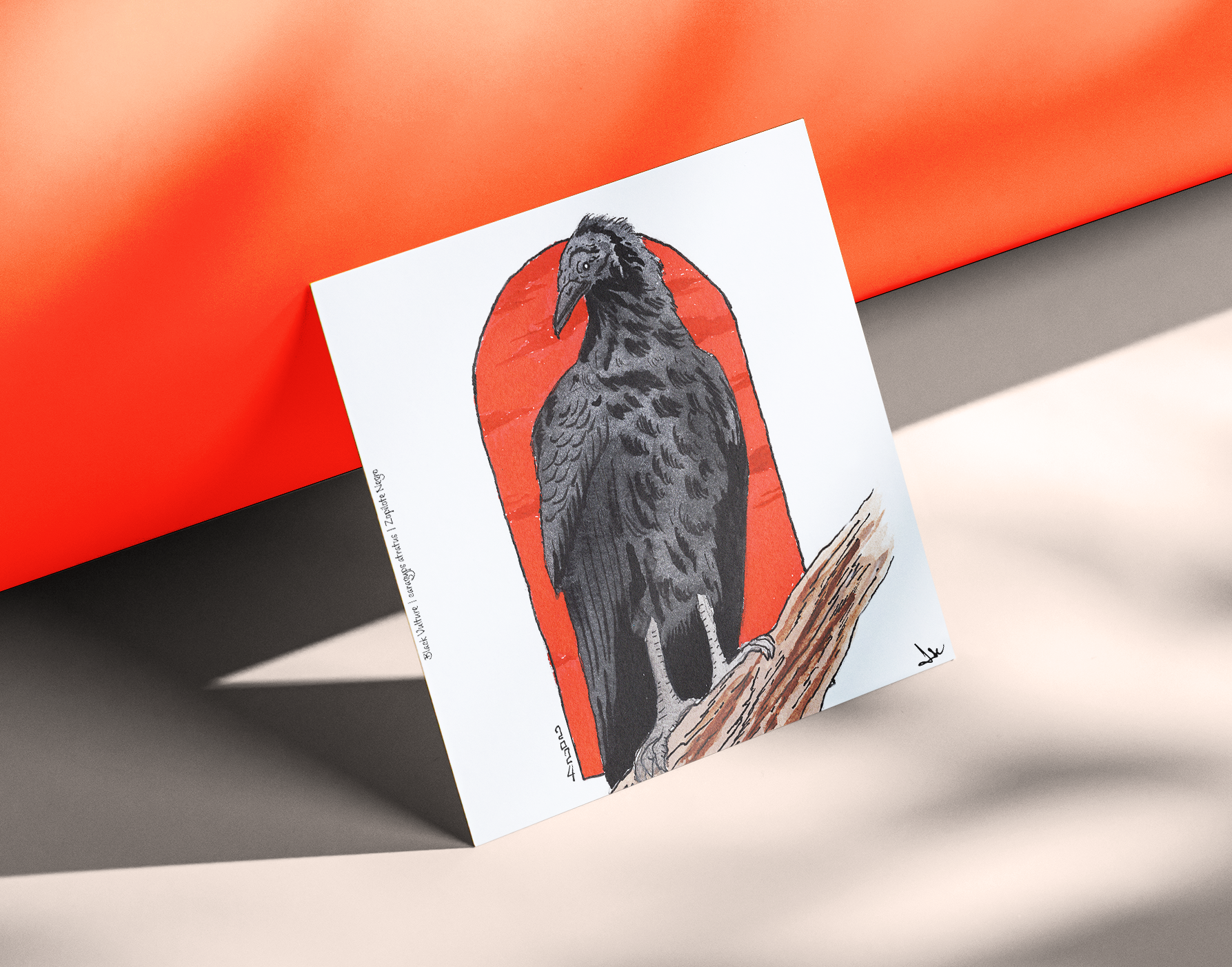 Black Vulture