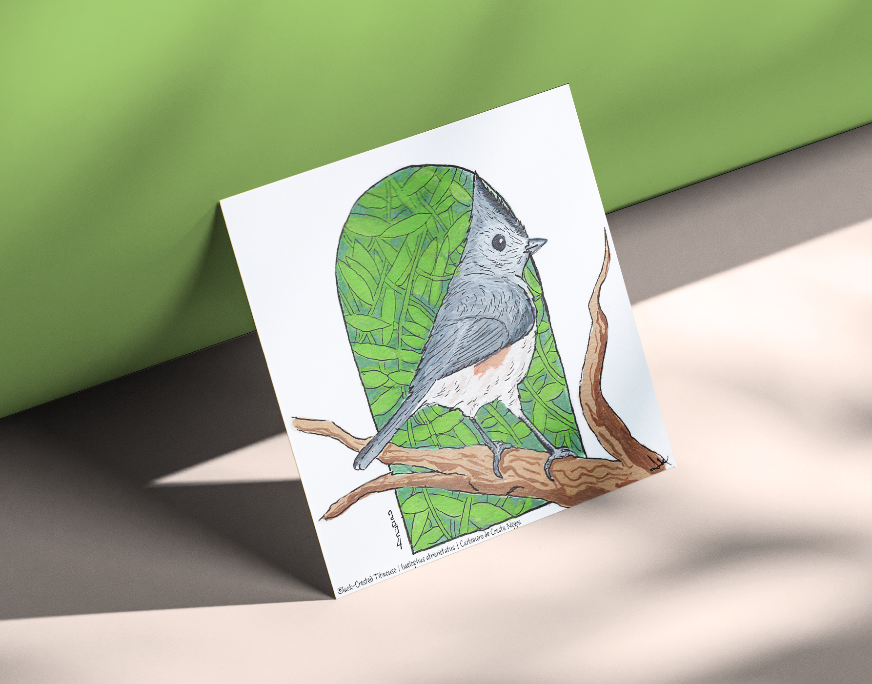 Black-crested Titmouse