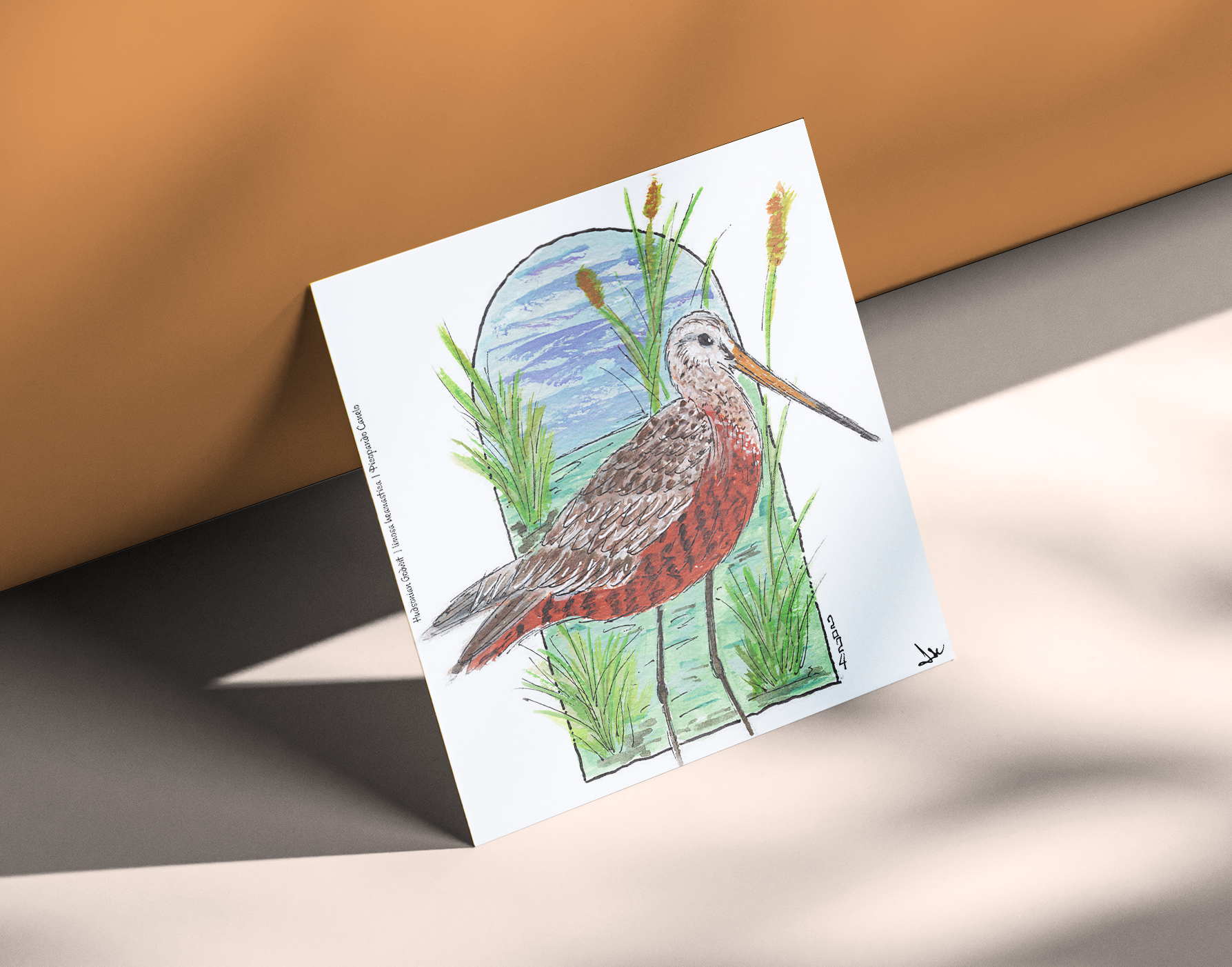 Hudsonian Godwit