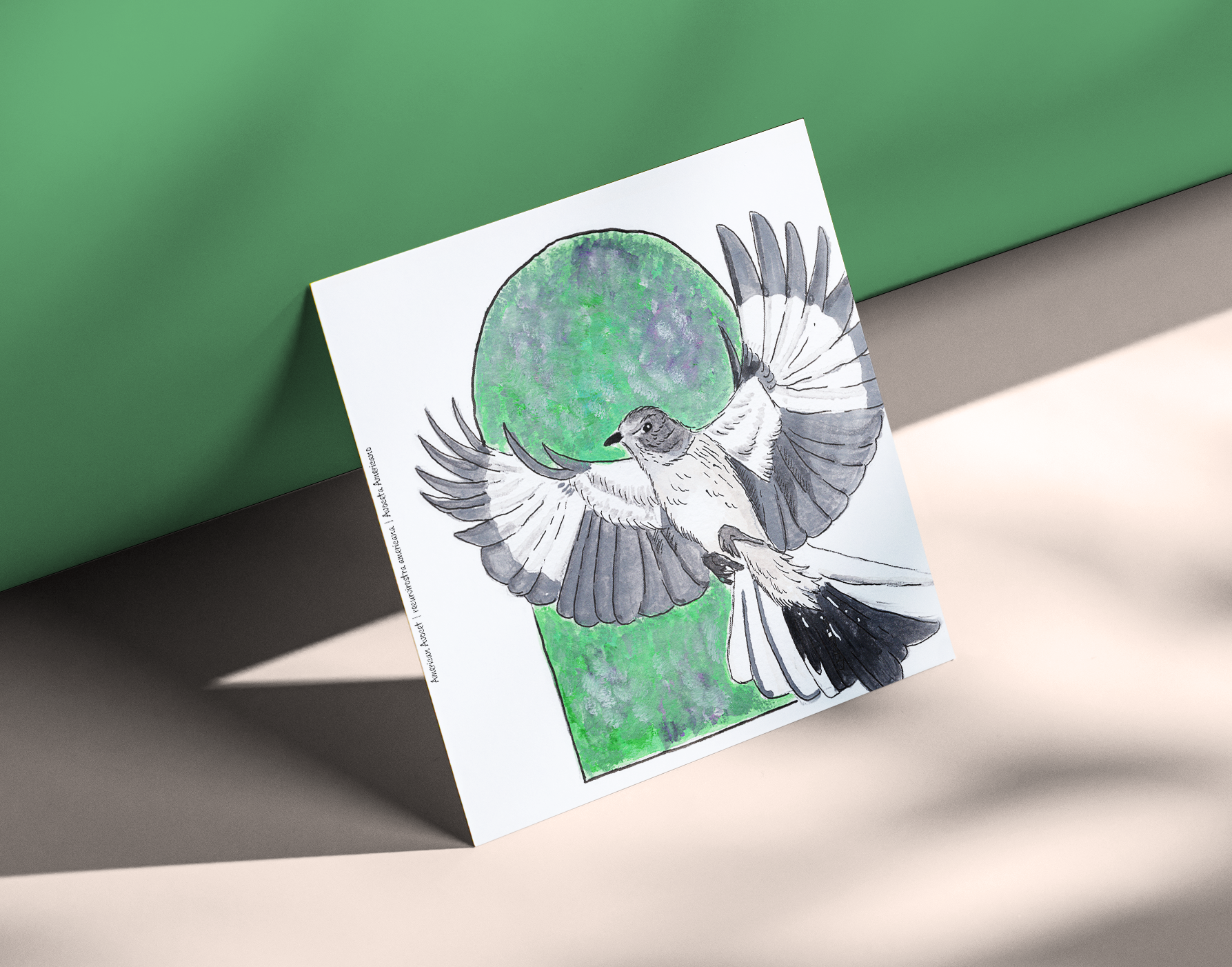 Northern Mockingbird