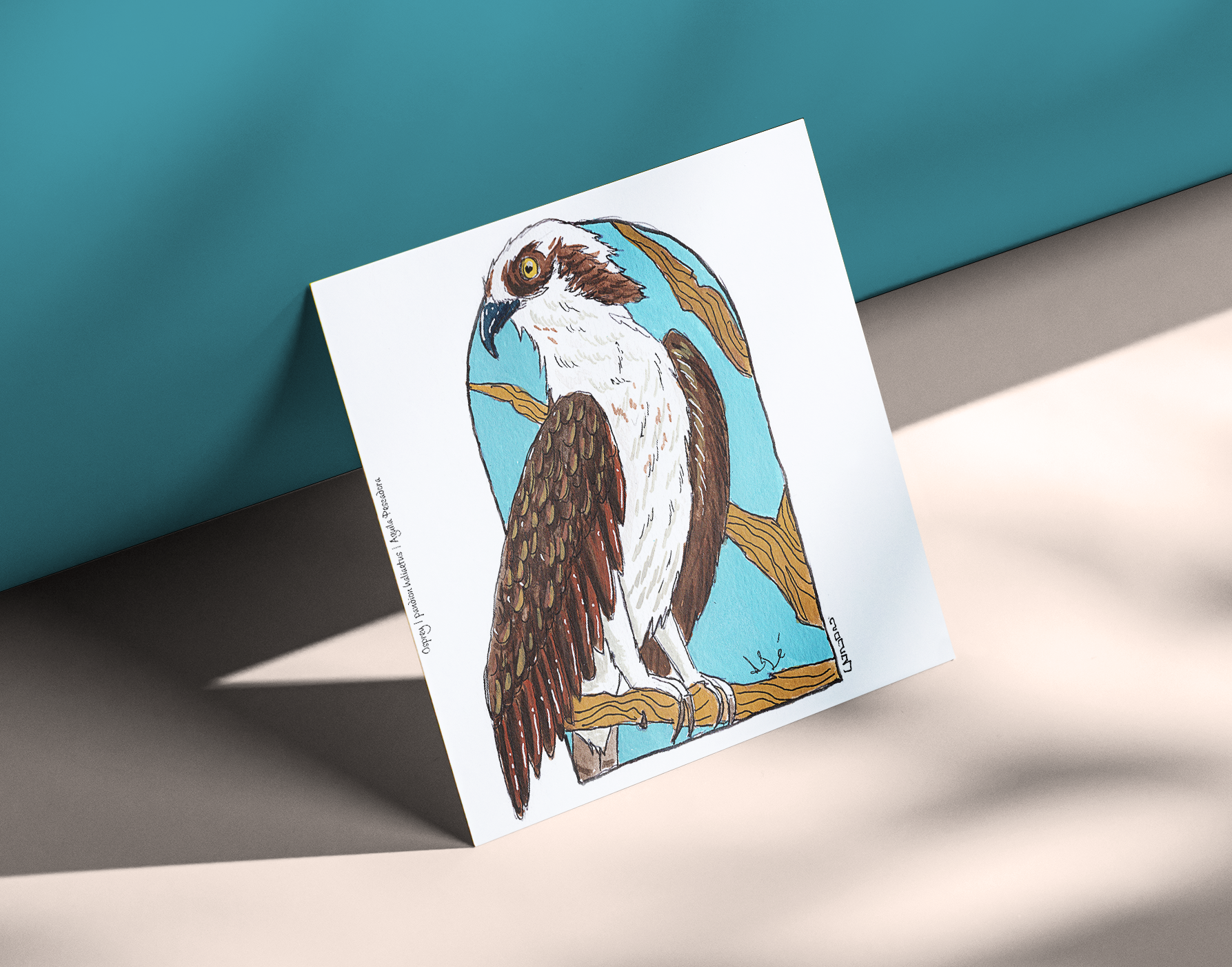 Osprey