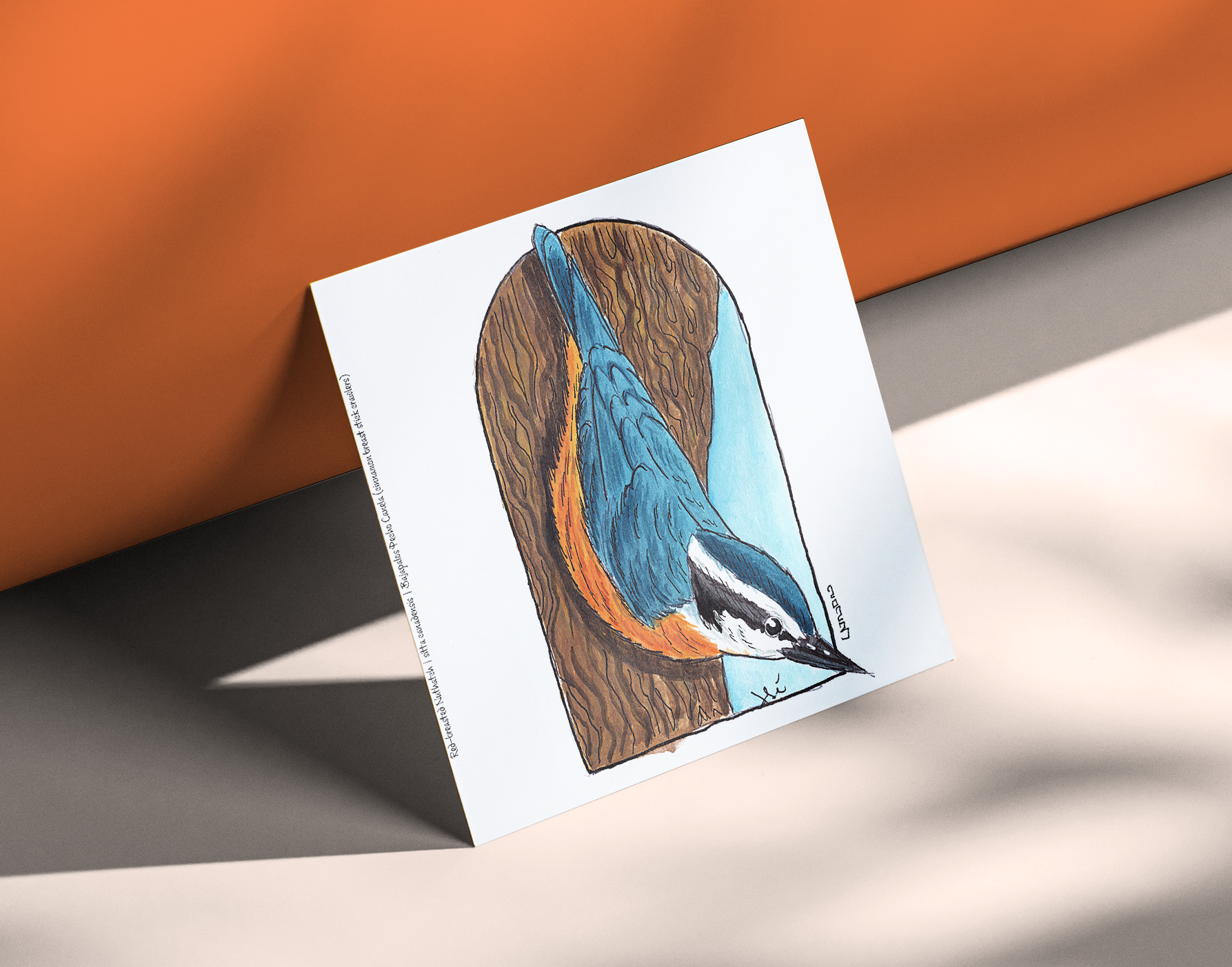 Red-breasted Nuthatch