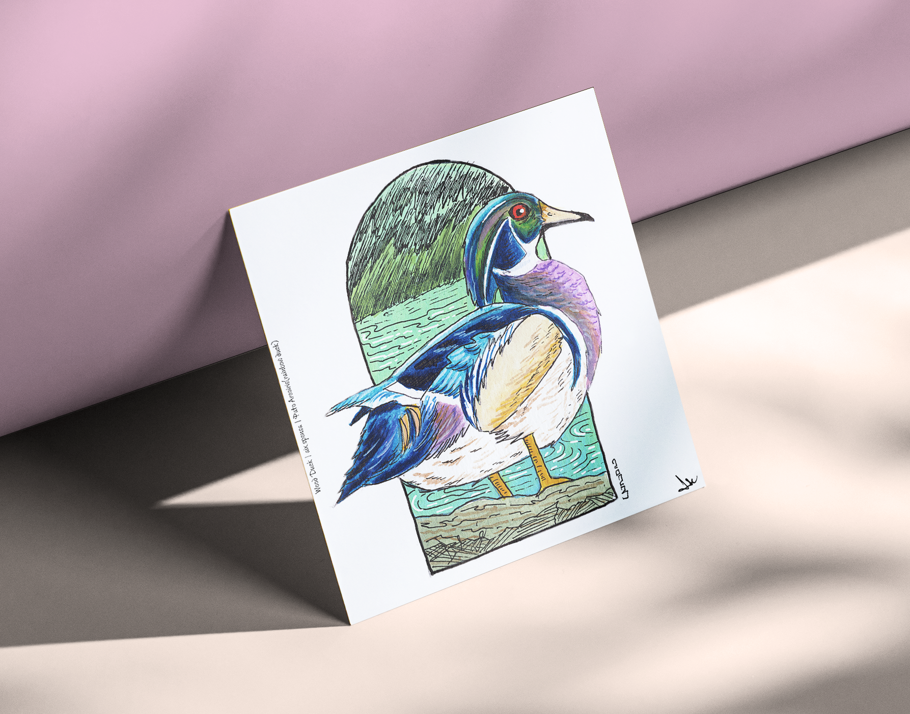 Wood Duck