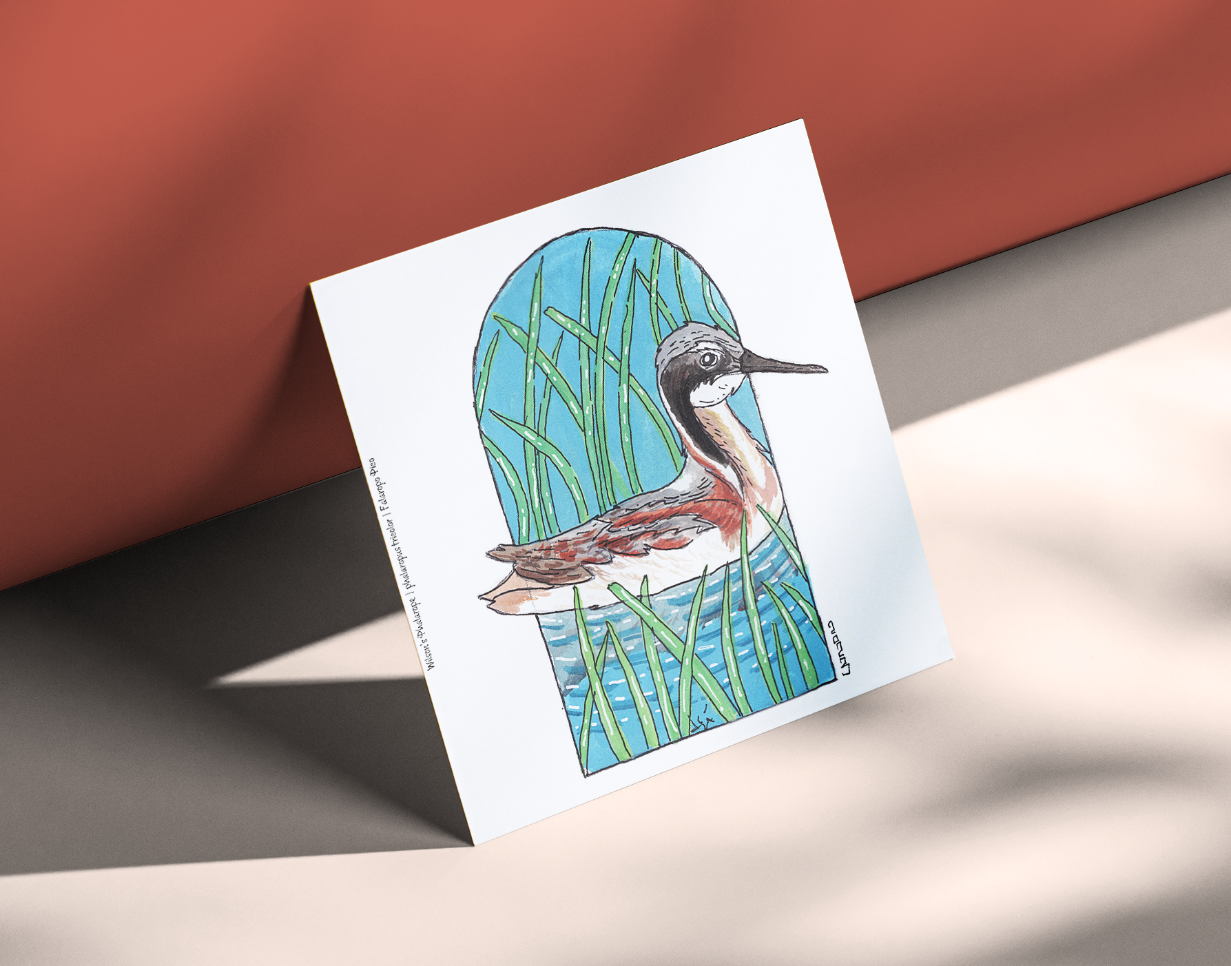Wilson's Phalarope