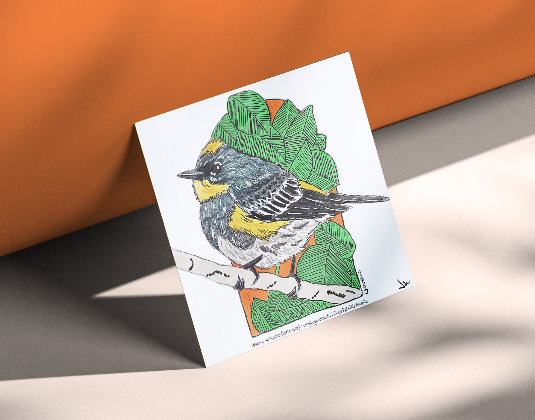 Yellow Rumped Warbler